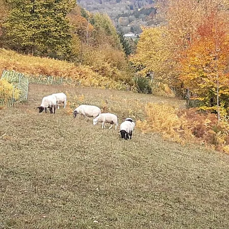 In Sur Moselotte 펜션 *